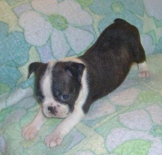 Boston Terrier Puppies for Sale